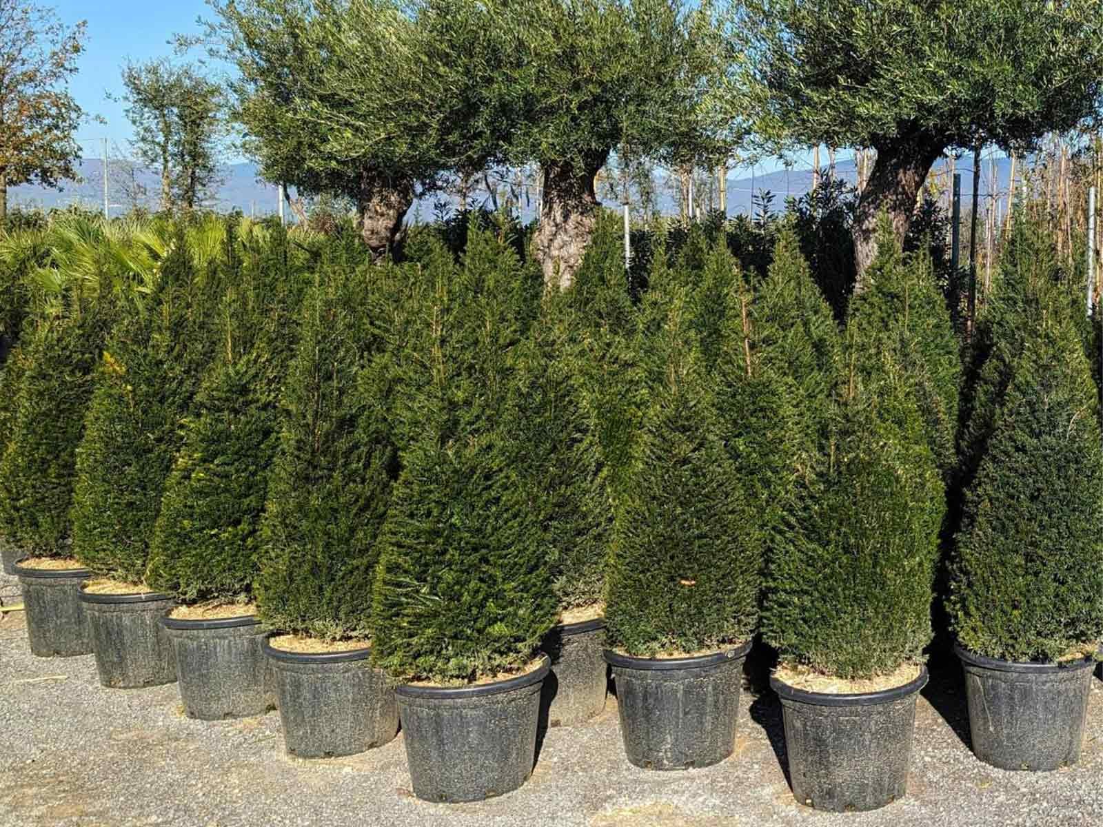 taxus baccata